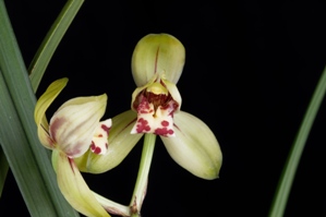 Cymbidium ensifolium Xiang He HCC/AOS 79 pts.